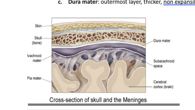 <ul><li><p>Dura Mater (outermost)</p></li><li><p>Arachnoid </p></li><li><p>Pia Mater (innermost) </p></li></ul><p></p>