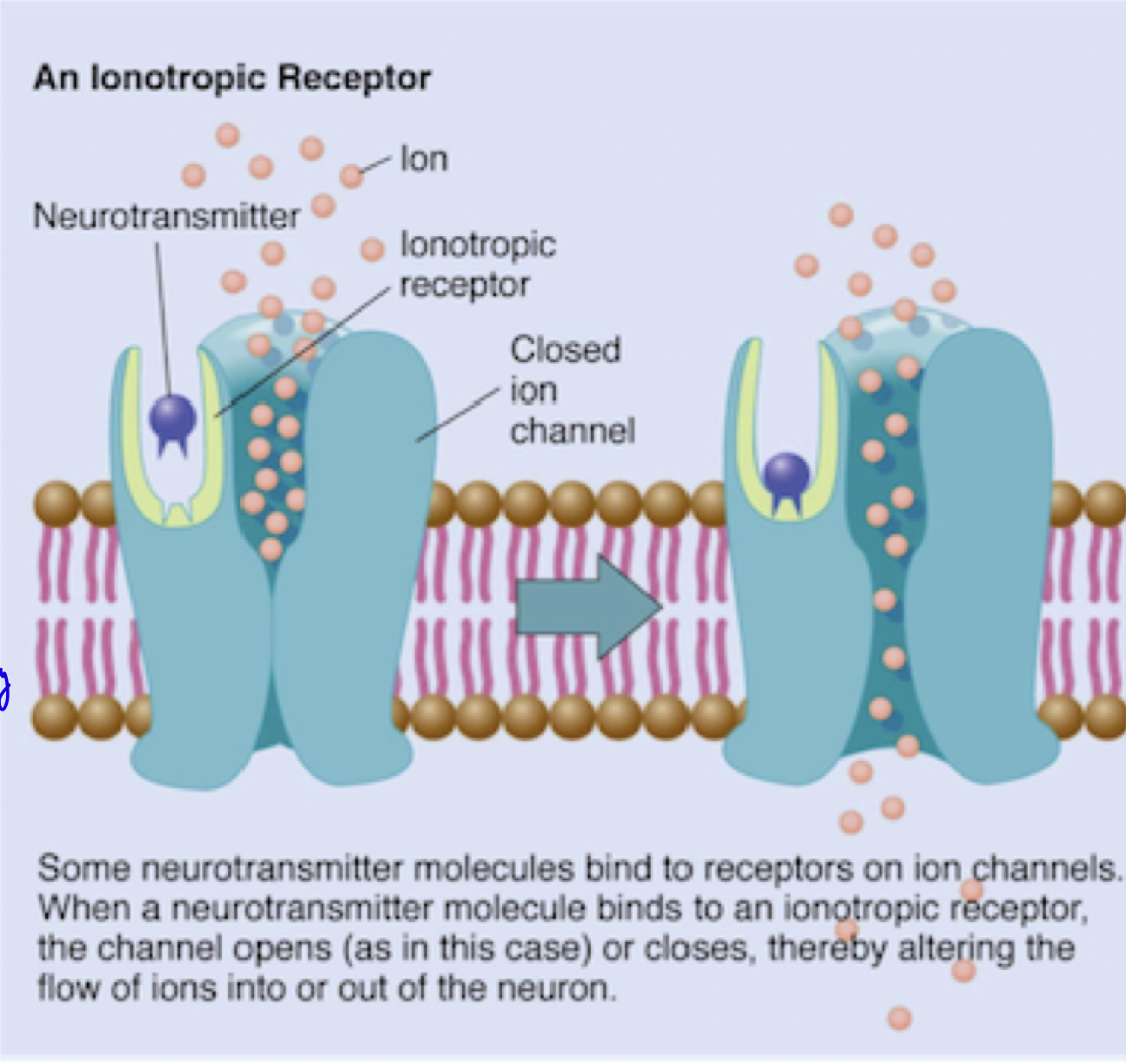 <ul><li><p>The r<strong>eceptor </strong>(ex. acetylcholine receptor, GABA receptor, NMDA receptor)<strong> binds to a specific ligand </strong></p></li><li><p>binding induces a <strong>conformational change, opening the pore</strong>.</p></li><li><p>Specific <strong>ions</strong> (ex. Na⁺, K⁺, Cl⁻, or Ca²⁺) <strong>flow down their electrochemical gradient</strong>, <strong>altering the membrane potential</strong></p></li></ul><p>*Channels are activated directly by bound ligand </p>
