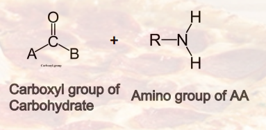 <p><strong><u>Diet Processing </u></strong></p><p>_________ <mark data-color="purple" style="background-color: purple; color: inherit;">(Browning Reacting) → Toast, Heat Reaction </mark></p><ul><li><p>Named after French chemist Louis-Camille Maillard, in 1912 while attempting to reproduce biological protein synthesis.<strong> The reactive carboxyl group of the carbohydrates reacts with the nucelophilic amino group of AA, and forms a complex mixture of molecules responsible for a range of odors and flavors. </strong></p></li></ul><p></p>