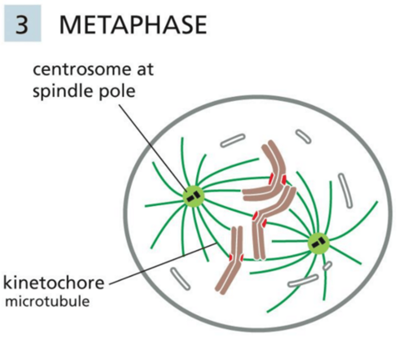 <p>Metaphase</p>