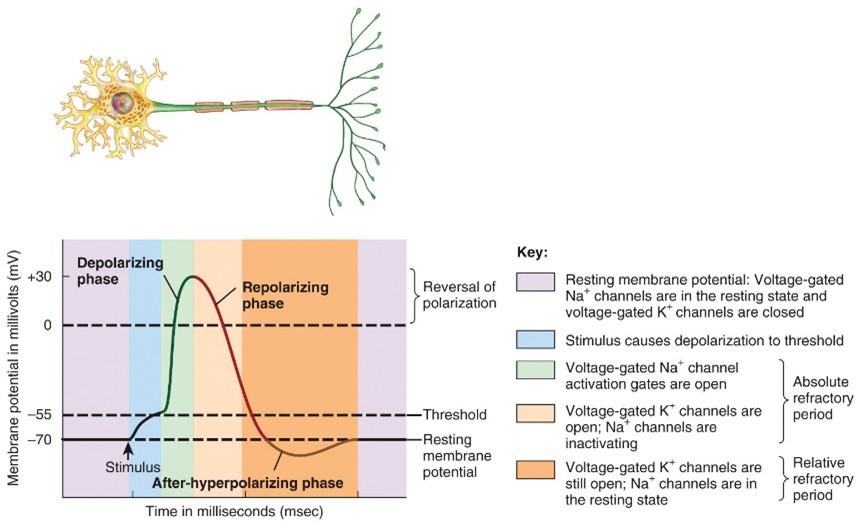 <p>Depolarzing phase</p>