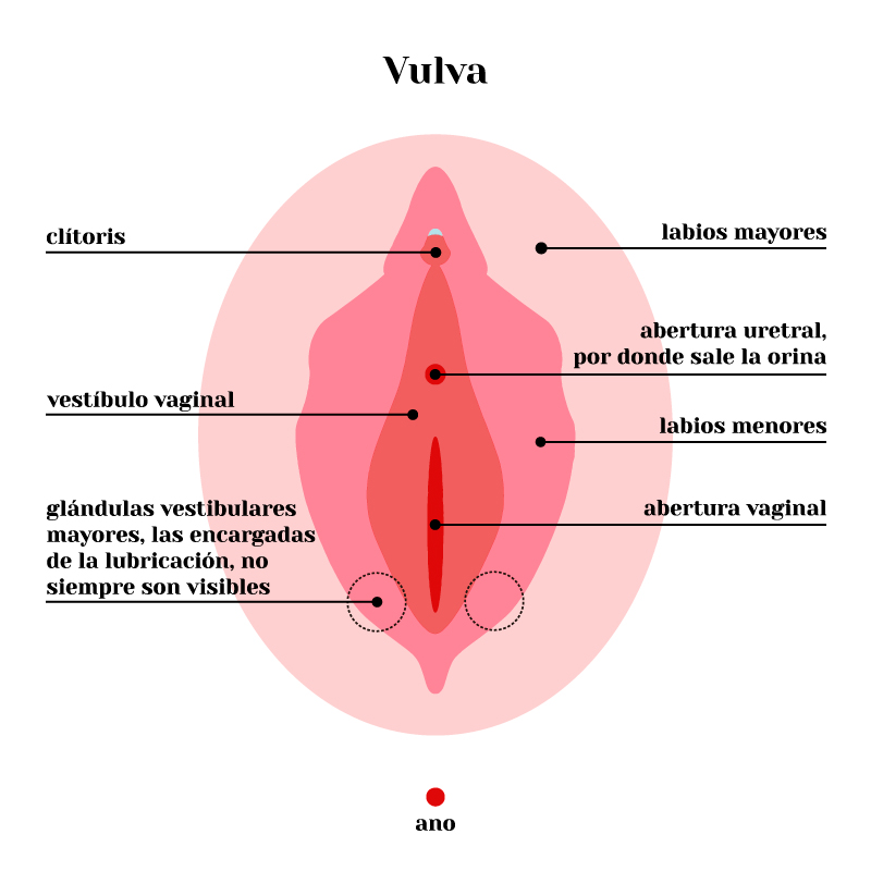 el ________ de la vagina es la región entre los labios menores

* dentro está el himen