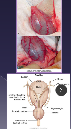 <p><span>Surgical Conciderations of the Bladder</span></p>