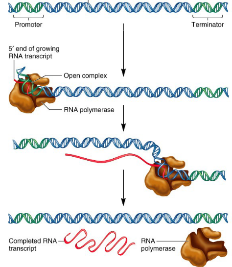 <p>Steps of transcription in bacteria:</p>