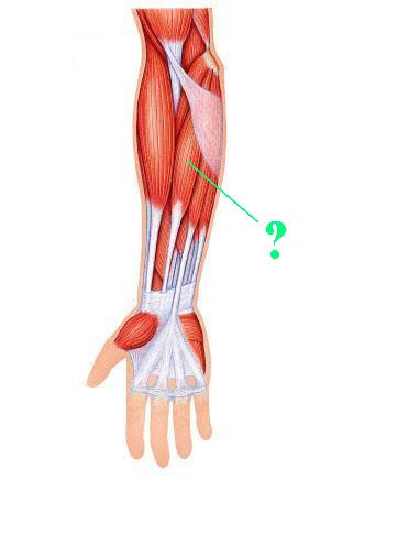 <p><span>Identify the indicated muscle</span></p>