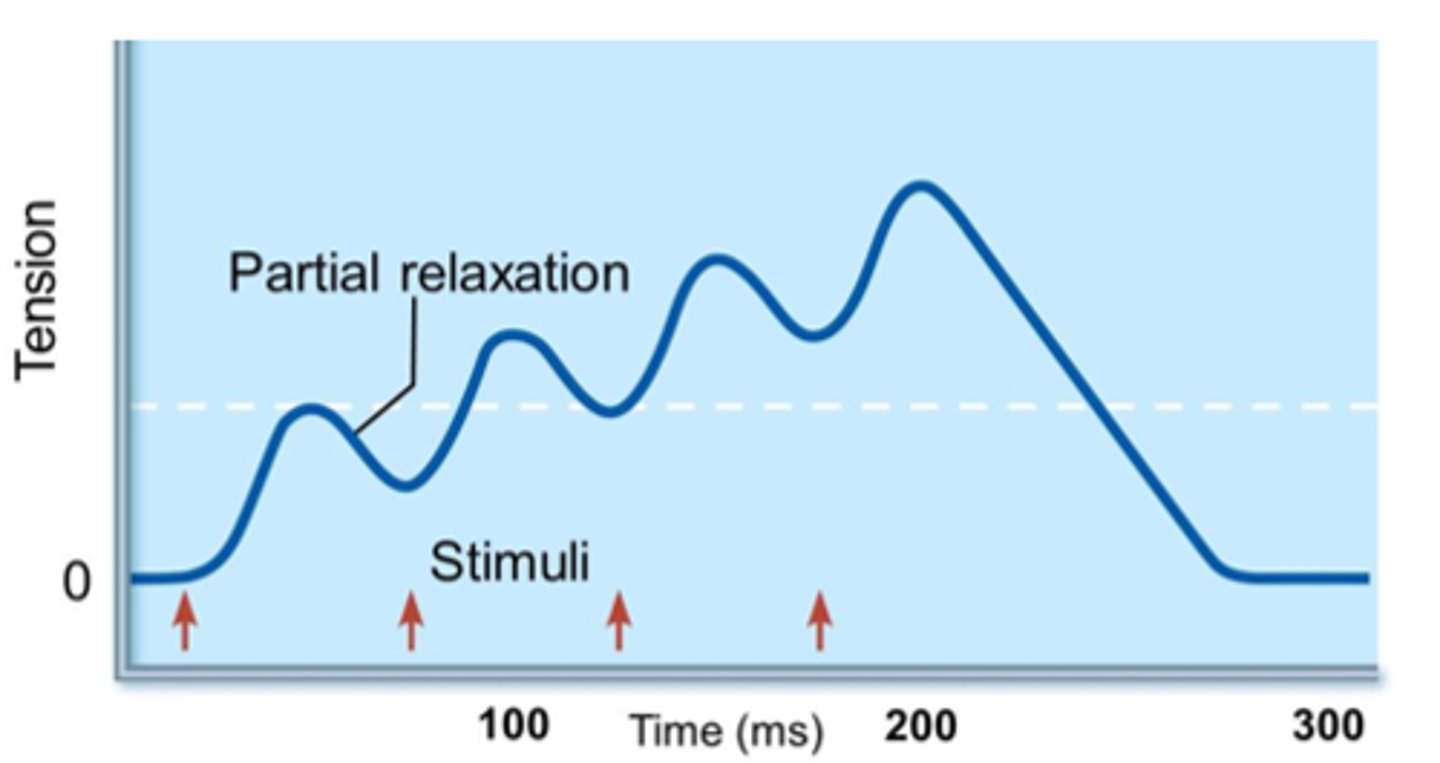 <p>When a muscle receives a 2nd stimulus before the 1st is complete,</p><p>the contraction will be stronger.</p>