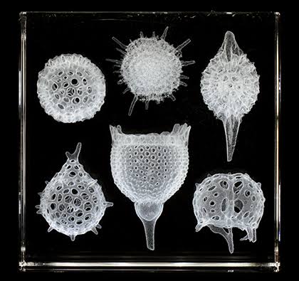 <p>Class Radiolaria</p><p>Cambrian - Recent</p>