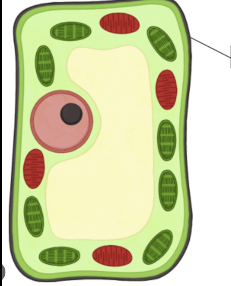 provides support and shape to plant cells 