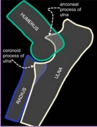 <p><span style="background-color: transparent;"><strong><span>Elbow Dysplasia Clinical Presentation</span></strong></span></p>