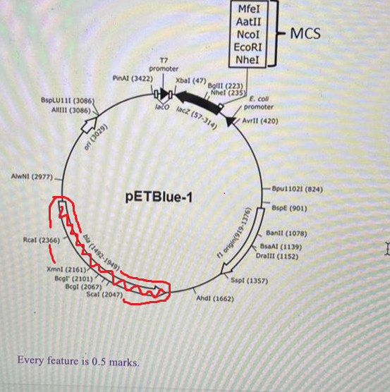<p>What is the red area signifying?</p>