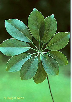 <p>Leaves or buds emerge in a circular pattern</p>