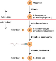 ovum and a second polar body