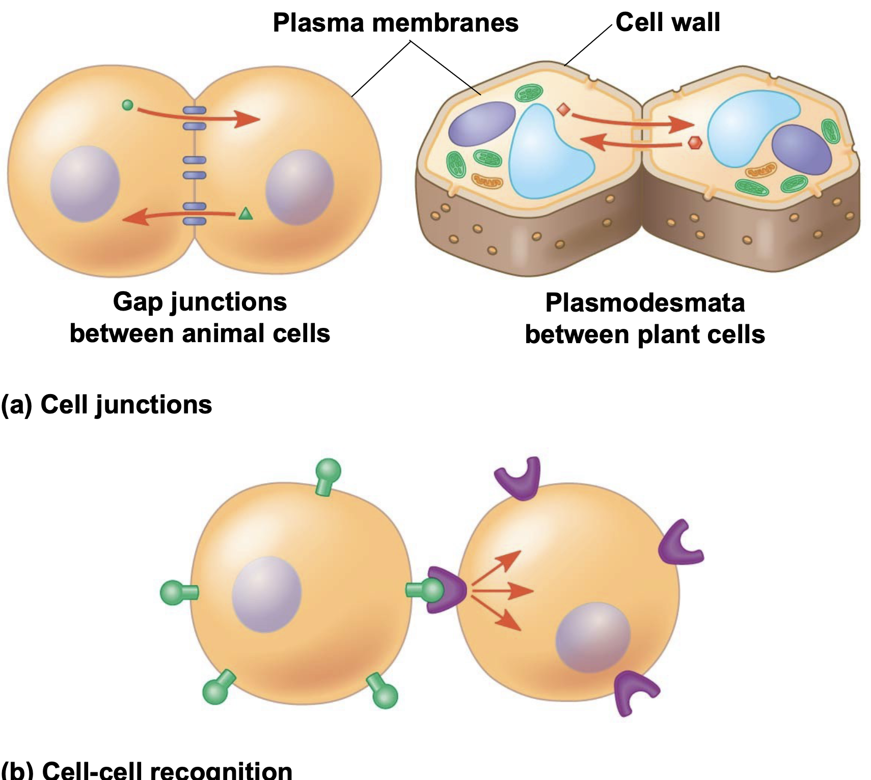 .Cells in a multicellular organism communicate via signaling molecules \n .In local signaling, animal cells may communicate by direct contact \n .A receptor on one cell binds a molecule on an adjacent cell \n .Animal and plant cells have cell junctions that directly connect the cytoplasm of adjacent cells (gap junctions in animals; plasmodesmata in plants) \n .Signaling molecules in the cytosol can pass freely between adjacent cells