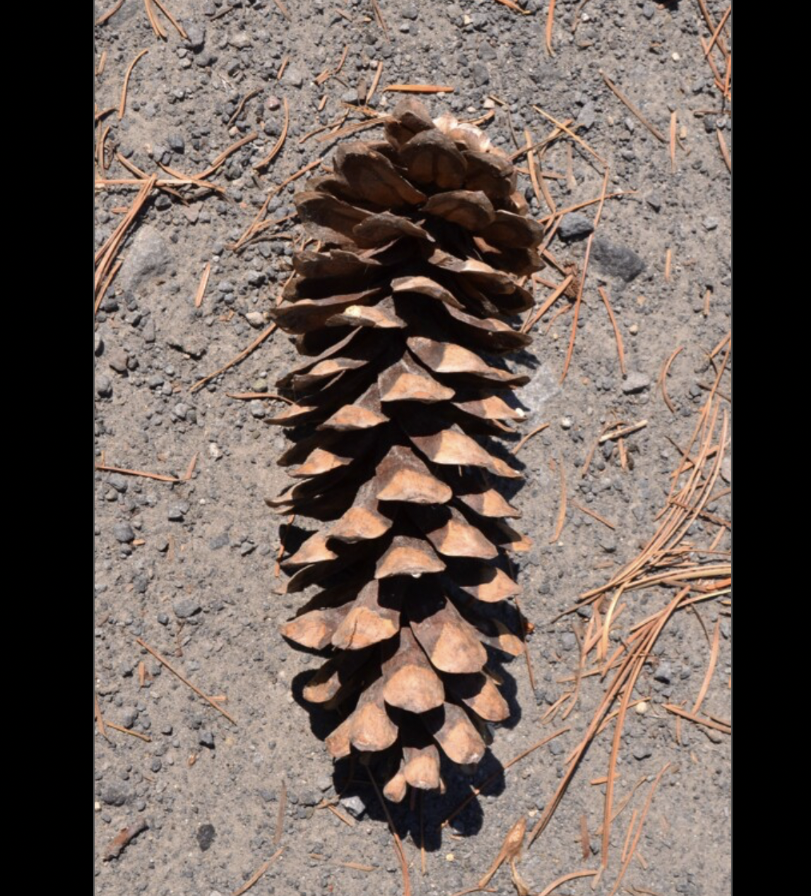 <p>identify by cone</p>