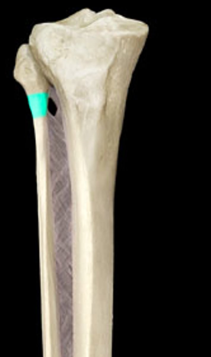 <p>Tapered area just below the head of the fibula.</p>