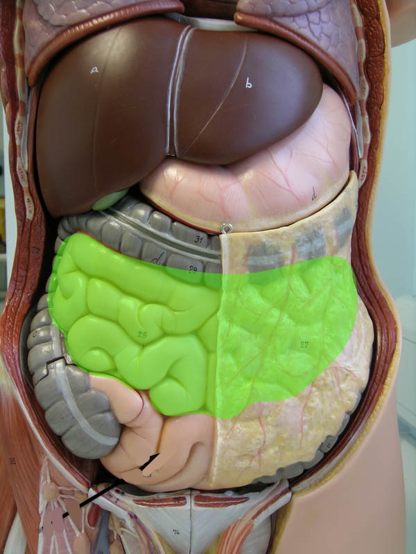 <p>Torso model: what is this?</p>