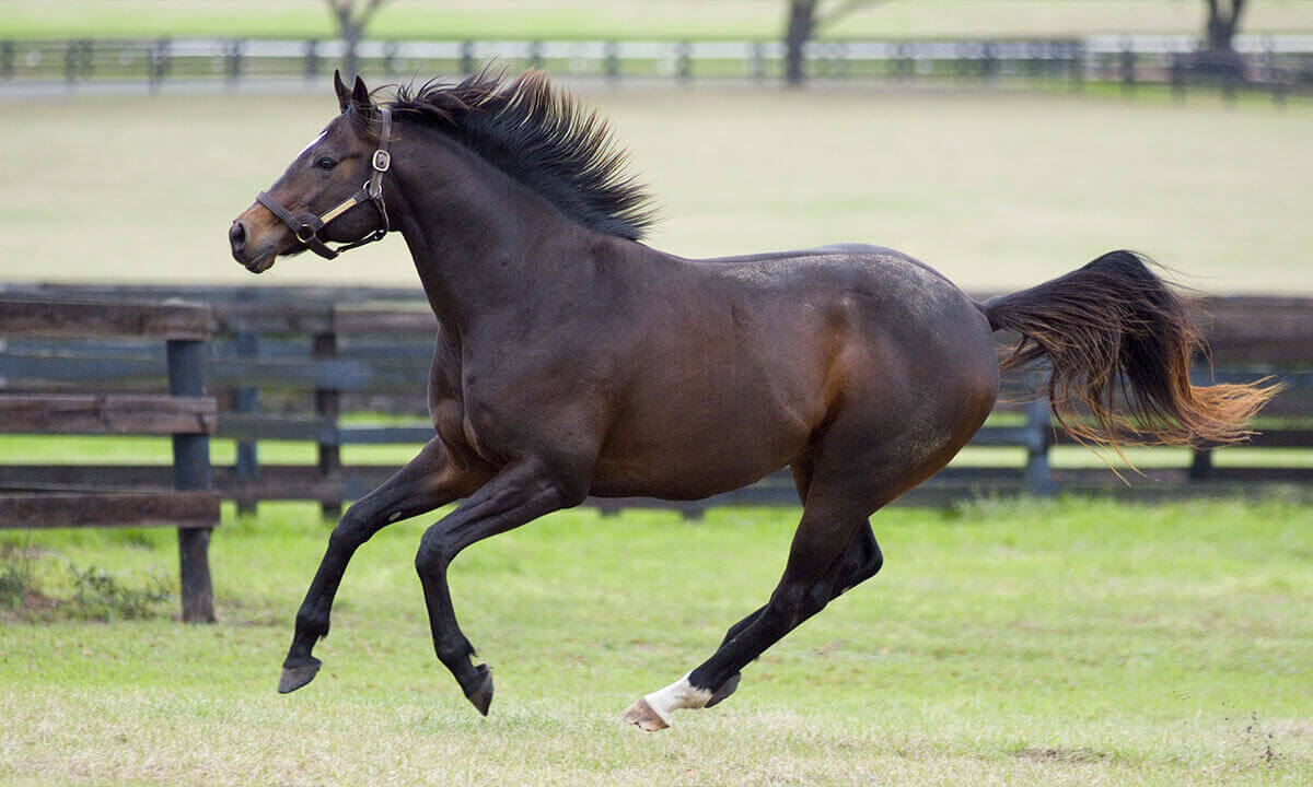 <ul><li><p><span style="color: red"><strong>Early days few breeding records b/c did not name horse until it proved outstanding ability</strong></span></p></li><li><p><span style="color: red"><strong>Weatherby published first stud book in 1791</strong></span></p></li><li><p><span style="color: red"><strong>Col. Sanders D. Bruce published American Stud Book</strong></span></p><ul><li><p><span style="color: red"><strong>Jockey club took it over</strong></span></p></li><li><p><span style="color: red"><strong>Hold identity of every kind of this species that competes or bred</strong></span></p></li><li><p><span style="color: red"><strong>One of the most sophisticated databases holding more than 1.8 million horses tracing back to the late 1800s</strong></span></p></li></ul></li><li><p><span style="color: red"><strong>Refined conformation</strong></span></p><ul><li><p><span style="color: red"><strong>Long, straight, well-muscled legs</strong></span></p></li></ul></li><li><p>Racing, stock,<span style="color: red"><strong> polo mounts, and hunters</strong></span></p></li><li><p><span style="color: red"><strong>Kentucky Derby, Belmont Stakes, Preakness </strong><em>(Triple crown winner)</em></span></p></li><li><p>Bay, brown, chestnut, black, roan</p></li><li><p>15 - 17 hands</p></li></ul><p></p>