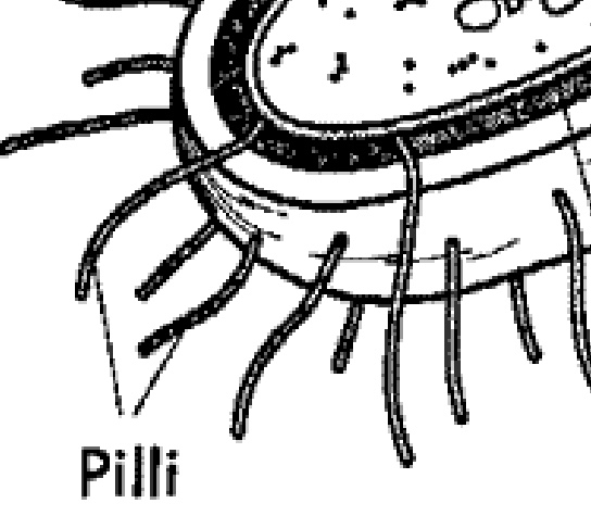 <p>thick filament for attachment</p>