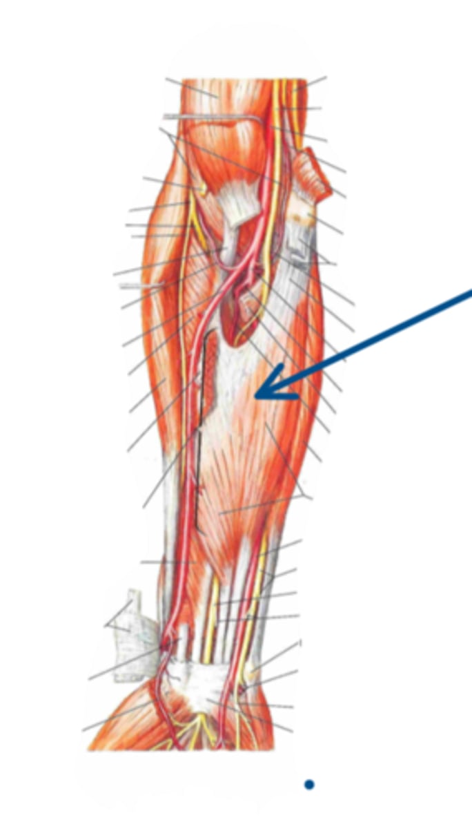 <p>Identify the innervation of the structure indicated by the arrow</p>