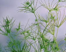 <p>Charophytes green algae &quot;stonewort&quot; filamentous axes with whorls of lateral branches at nodes; coleochaete (flat disc of radiating cells)</p>