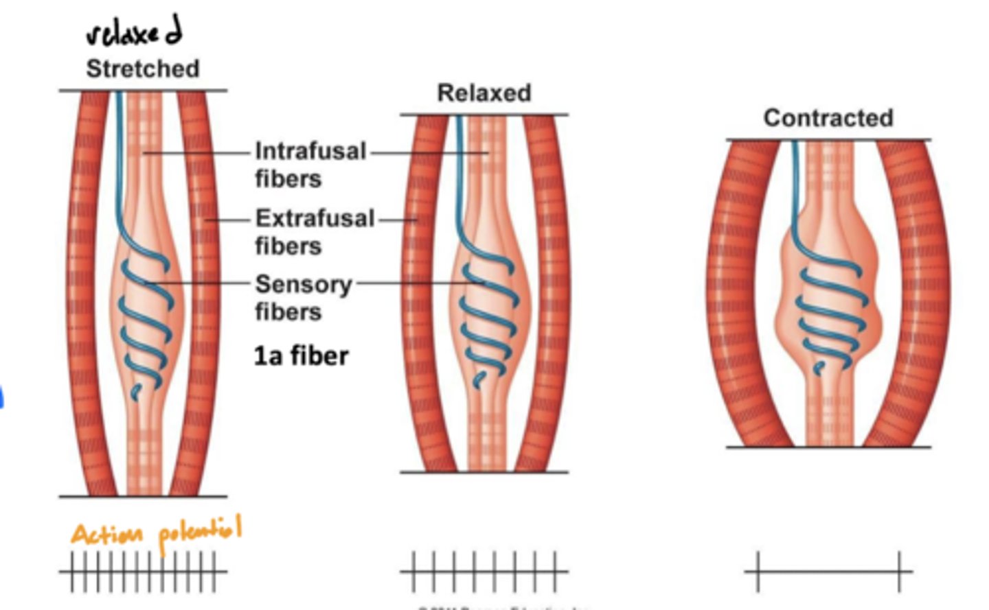 <p>1. sensory function by detecting changes in muscle length and the rate of change in length -- not directly involved in generating muscle force or movement</p><p>2. sets muscle tone</p>