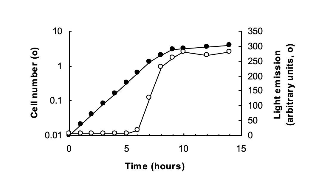 <ul><li><p>emission of light is growth phase dependent</p></li><li><p>only induced when bacterial population raeches a critical cell density</p><p>→ dependent on expression of luxA and luxB enoding enzyme luciferase</p></li></ul><p>→ Quorum sensing regulated by Luxland LuxR</p><p></p><p>OVERALL: only activated when it actually become beneficial</p><ul><li><p>if not enough of them→ light to dim to have any value</p></li></ul><p></p>