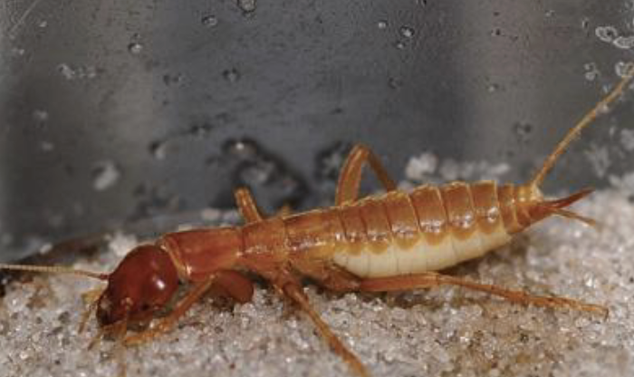 <p>icebugs / ice crawlers</p><ul><li><p>incomplete matamorphosis</p></li><li><p>wingless</p></li><li><p>cold adapted&nbsp;</p></li></ul><p></p>