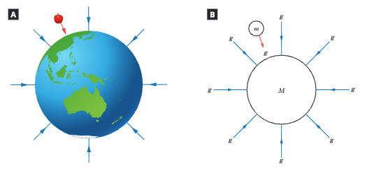 <p>The direction of the net gravitational force at that point. For Earth this is toward Earth's centre (what we call "down"). Field lines point radially inward toward the centre of mass. </p>