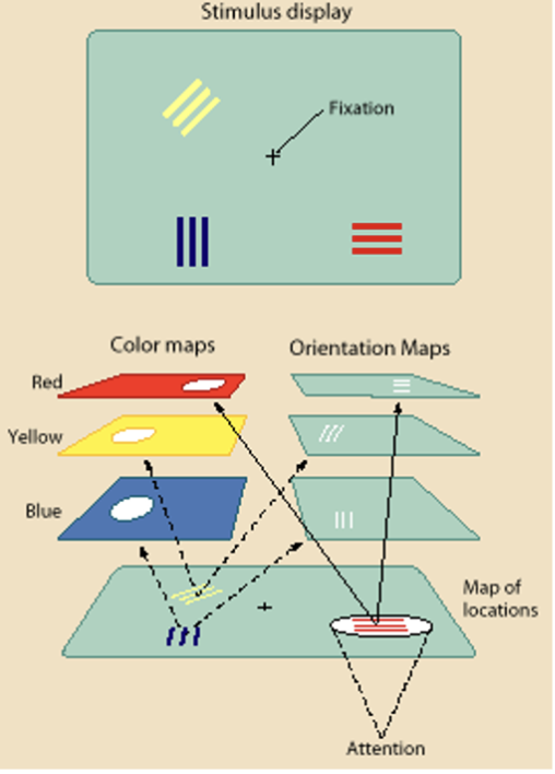 <p>To perceive a stimulus, the primitive sensory features must be detected and integrated into a whole.<span style="line-height: 22.0875px;"> You see its basic shapes and features and process them together&nbsp;</span></p>