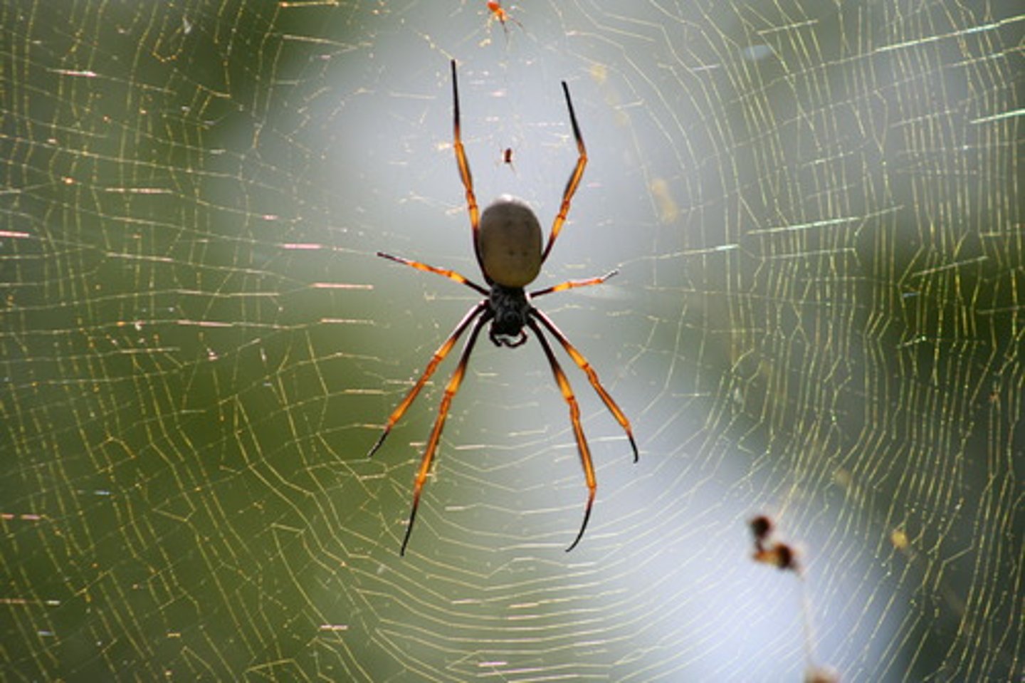 <p>cephalothorax and abdomen</p>