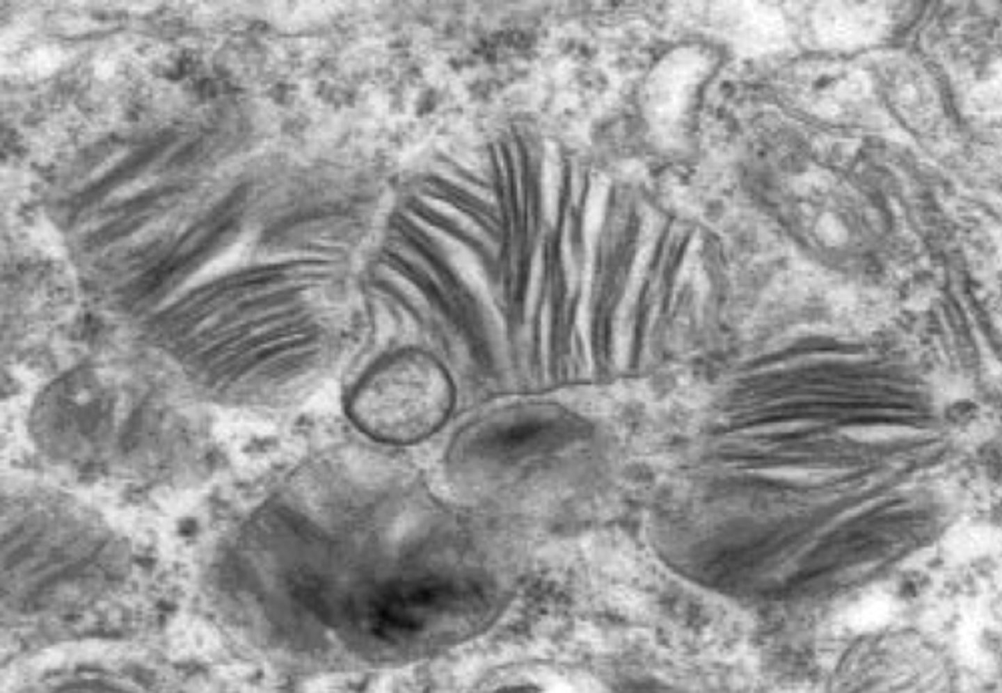 <p>break down ingested food in vesicles, unwanted/damaged organelles, &amp; the cell itself</p>