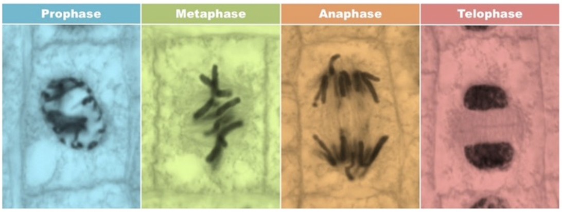 <ol><li><p><span style="background-color: transparent; font-family: "Proxima Nova", sans-serif;"><span>Prophase</span></span></p></li><li><p><span style="background-color: transparent; font-family: "Proxima Nova", sans-serif;"><span>Metaphase</span></span></p></li><li><p><span style="background-color: transparent; font-family: "Proxima Nova", sans-serif;"><span>Anaphase</span></span></p></li><li><p><span style="background-color: transparent; font-family: "Proxima Nova", sans-serif;"><span>Telophase</span></span></p></li></ol><p></p>