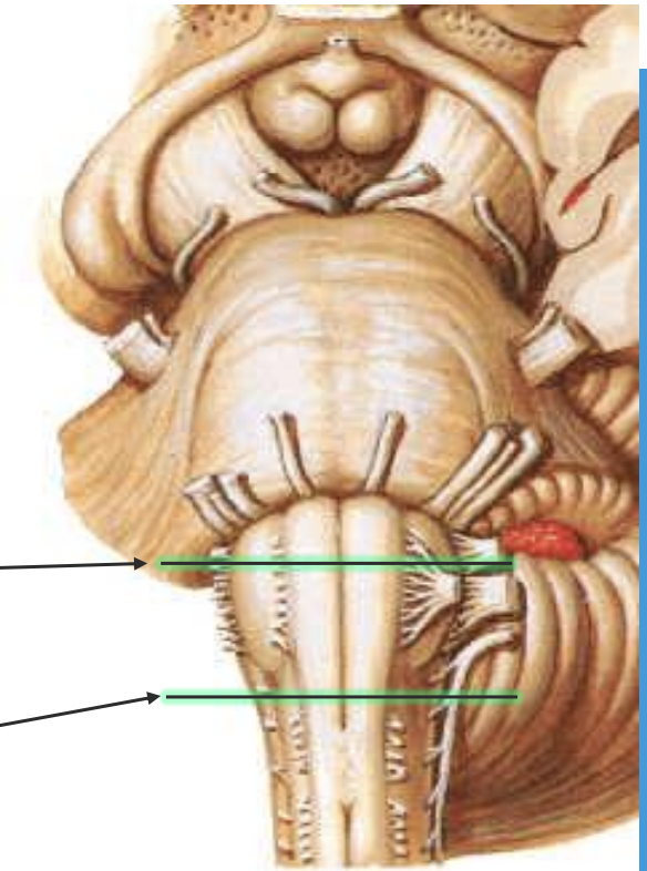 <p>Medulla: </p><ul><li><p>CN IX (glossopharyngeal) </p></li><li><p>CN X (vagus) </p></li><li><p>CN XI (accessory) </p></li><li><p>CN XII (hypoglossal) </p></li></ul><p>Rostal Medulla</p><p>Caudal Medulla </p><p></p>