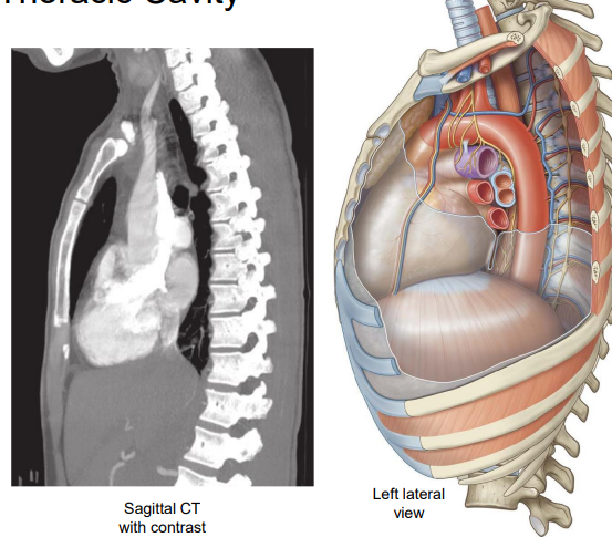 <p>Contains mediastinum and left and right pulmonary cavities. </p>