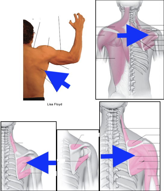 term image