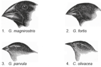 Outline the development of beak differences in these finches