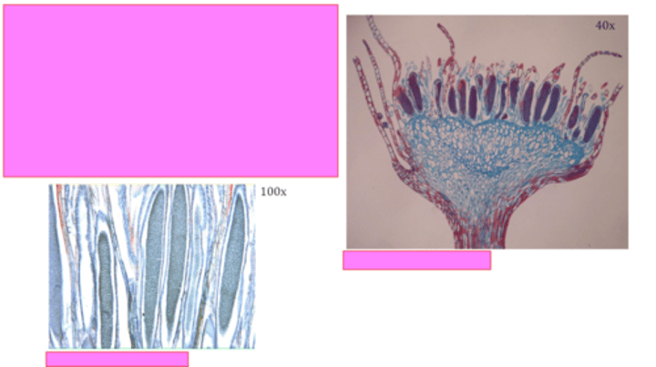 <p>Kingdom? Phylum?</p>