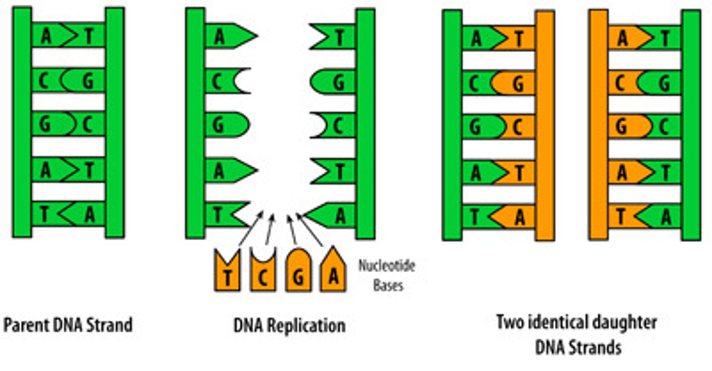 <p>two identical strands that each contain one old strand and one new strand</p><p>Each of these strands will end up in two daughter cells by the end of mitosis</p>