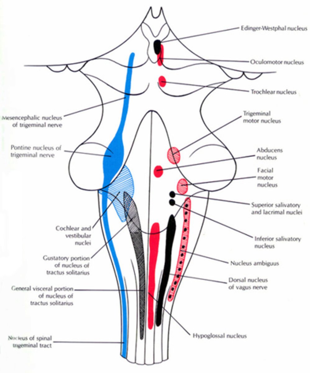 <p>1. <span class="bgB">nucleus mesencephalicus n. trigemini</span> (sensory)</p><p>--&gt; extends from fossa rhomboidea</p>