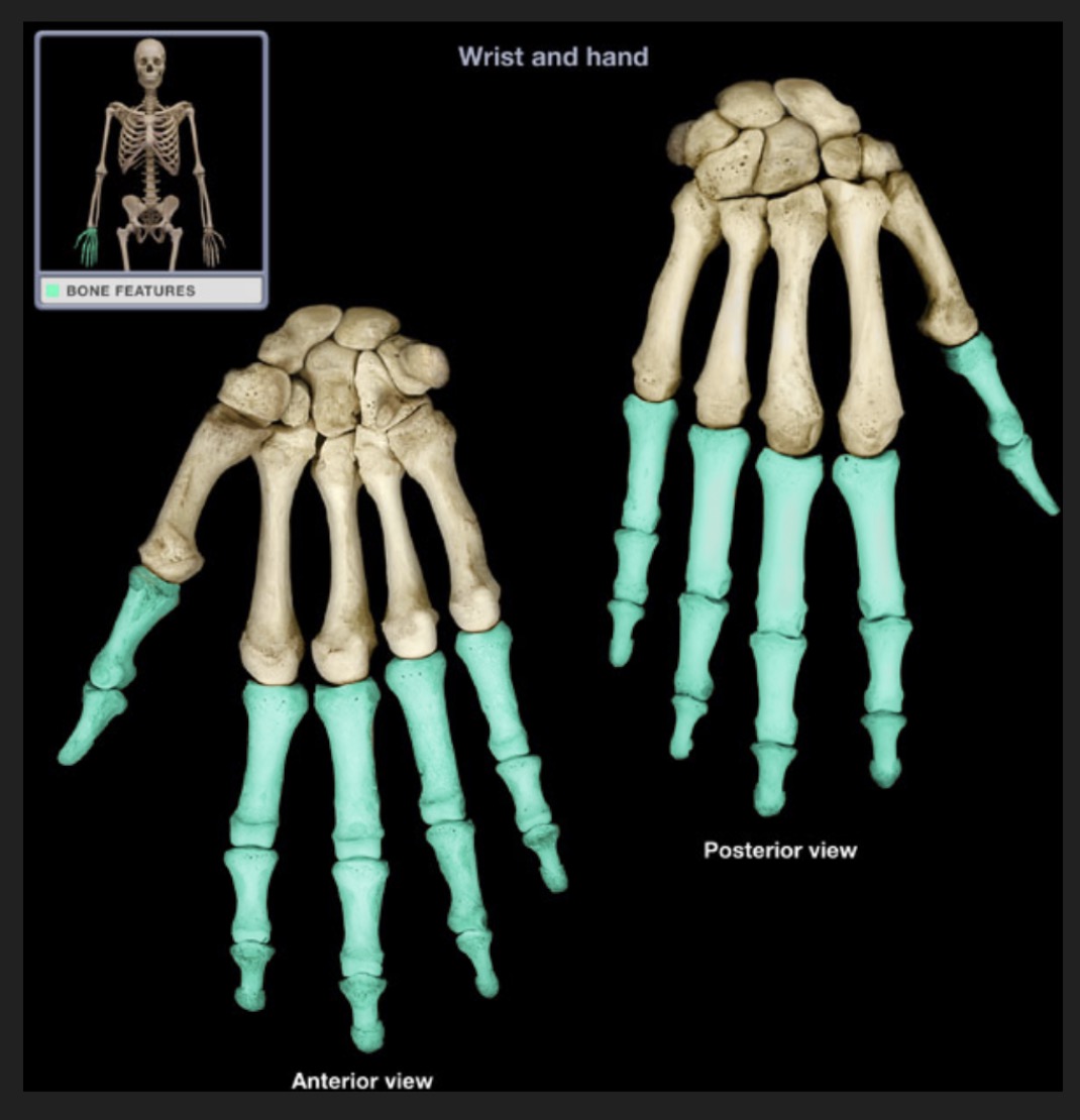 <p><span style="font-family: Arial, sans-serif; color: rgb(45, 59, 69)">14 total; four digits each consisting of proximal, middle, and distal bone, the pollex having only two; each phalanx has a proximal base and a distal head</span></p>