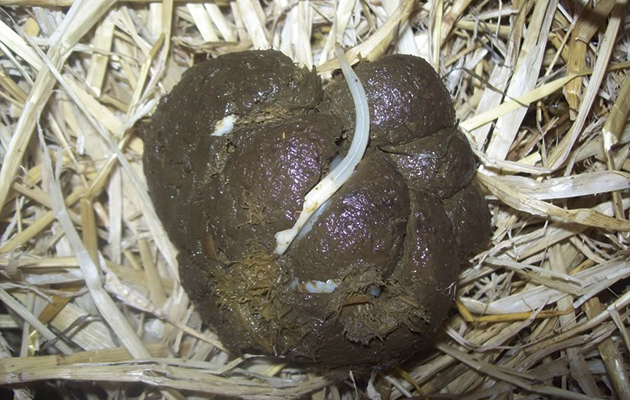 <p>Horse pinworm</p><ul><li><p>Found: Worldwide​</p></li><li><p>Adults in cecum, colon, rectum​</p></li><li><p>Adult females exit anus, lay eggs with sticky, irritating gel that causes pruritus​</p></li><li><p>Horses will swish tails constantly, rub their rumps and have broken tails hairs​</p></li><li><p>Prepatent period: 4-5 months​</p></li><li><p>Eggs can rub off on fencing or feeders and infect same host or new animals​</p></li><li><p>Eggs have single operculum with flat end, often larvated​</p></li><li><p>Eggs can be found on fecal scraping or scotch tape test​; rare to find eggs on fecal flotation</p></li></ul><p></p>