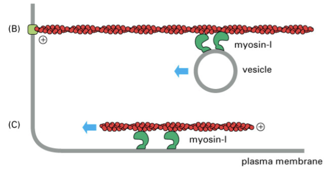 <p>has only one head and one tail but works coordinately to transport vesicles or F-actin</p>