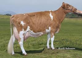 <p>guernsey facts (origin, special info)</p>