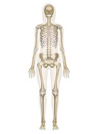 <p>skeletal System</p>