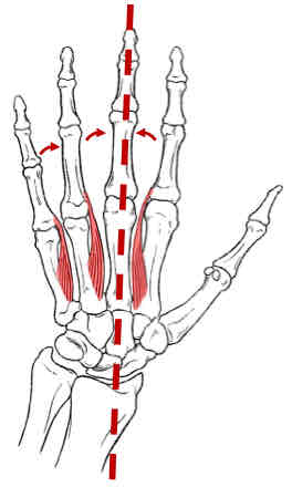 <p>Palmar Interossei</p>