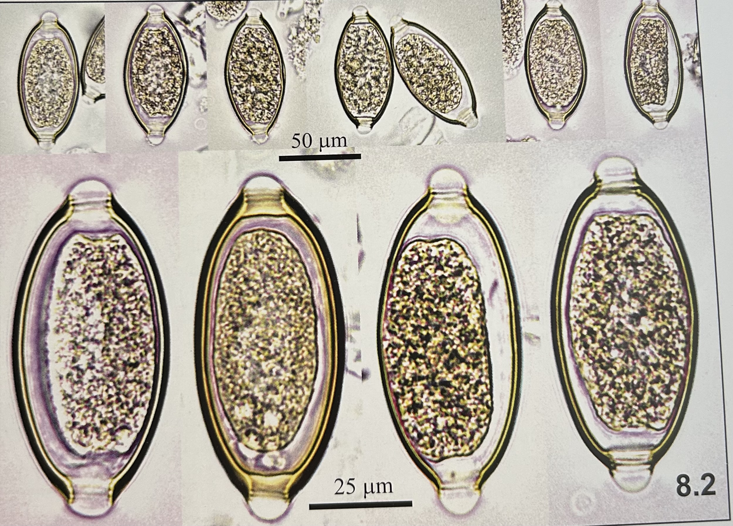 <p>genus and species?</p>