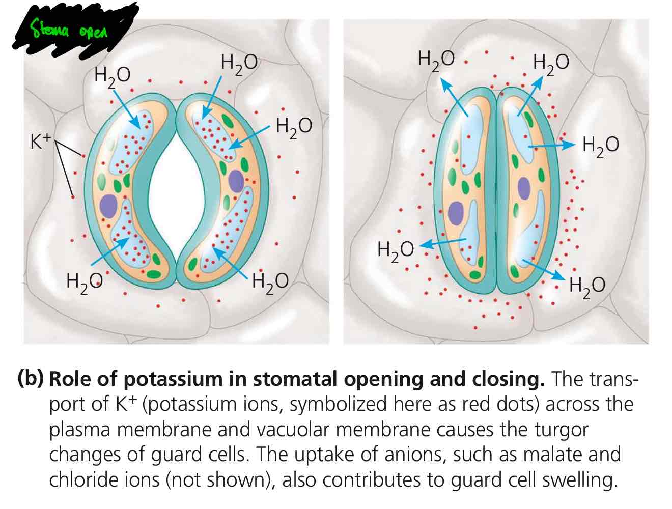 <p>Stoma opens when the guard cells gain K<sup>+</sup> from neighbouring epidermal cells, making them have more solutes than the environment. If the guard cells have more solute than the environment, water rushes in (hypertonicity), opening the stoma.</p>