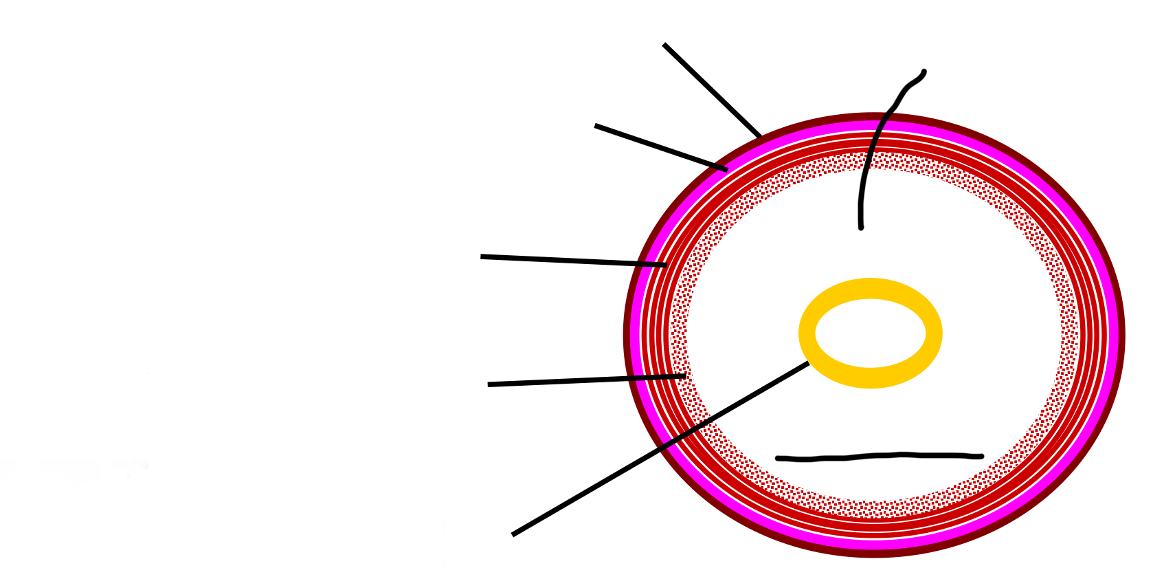 <p>Annelida internal body plan layers labelled </p>