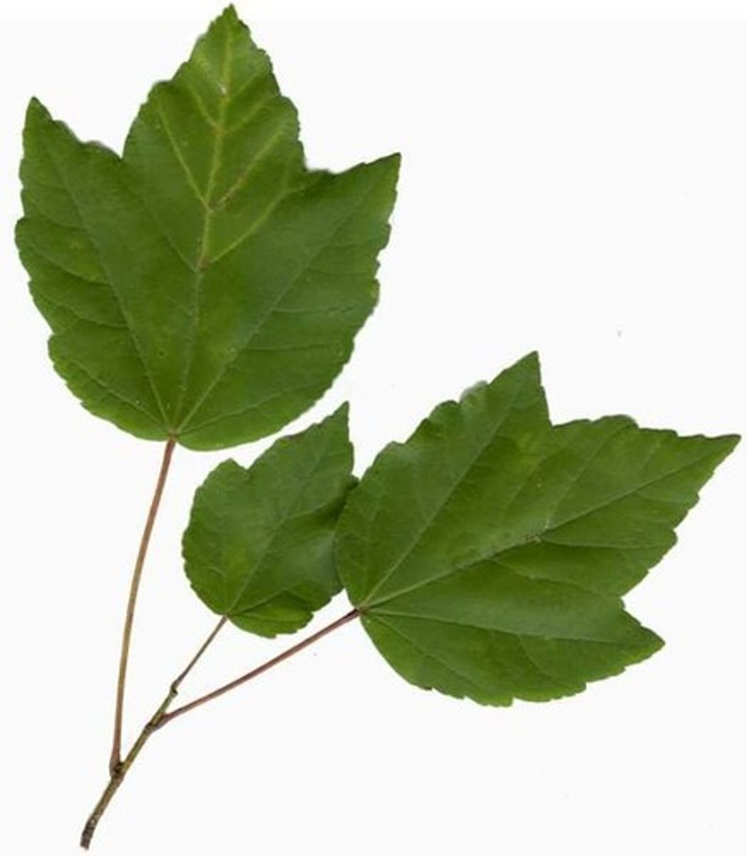 <p>three loved leaces, short shoots and bunches of buds on the tips</p>