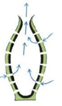 <p>Phylum?</p><p>Body Type?</p>